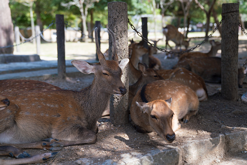 Focused deer in the forest in Nara park