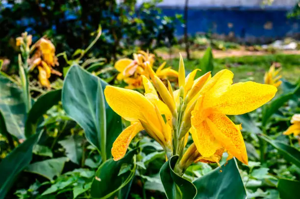 Yellow colour Calla lily, a species of herbaceous Daisy, perennial flowering plants in the  Araceae Daffodil family in bloom. Summer environment Backgrounds photography.