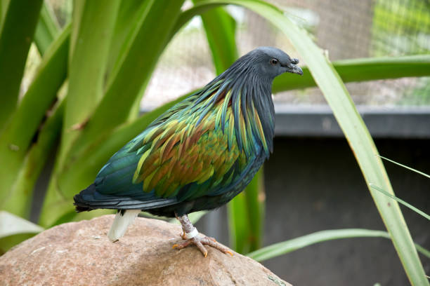 istock this is a close up of a nicobar pigeons 1212324032