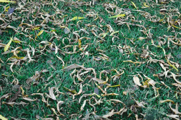 Large group of Dead plants dry leaves lying on green grass meadow. Autumn leaf color abstract pattern. Lush foliage texture in nature background frame. Natural design and decoration elements. Copy space room for yellow coloured text in middle.