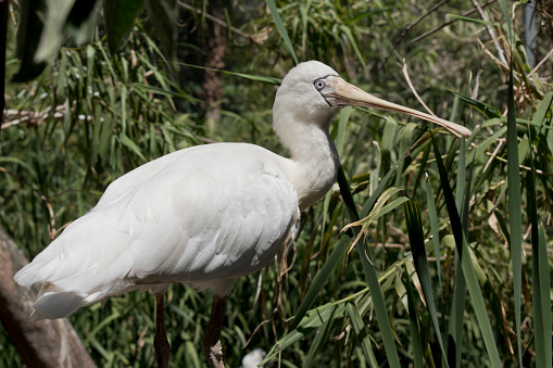 the yellow spoonbill is perched on a tree branch