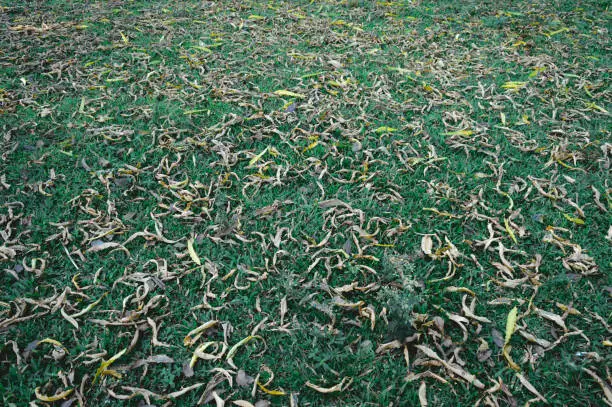 Large group of Dead plants dry leaves lying on green grass meadow. Autumn leaf color abstract pattern. Lush foliage texture in nature background frame. Natural design and decoration elements. Copy space room for yellow coloured text in middle.