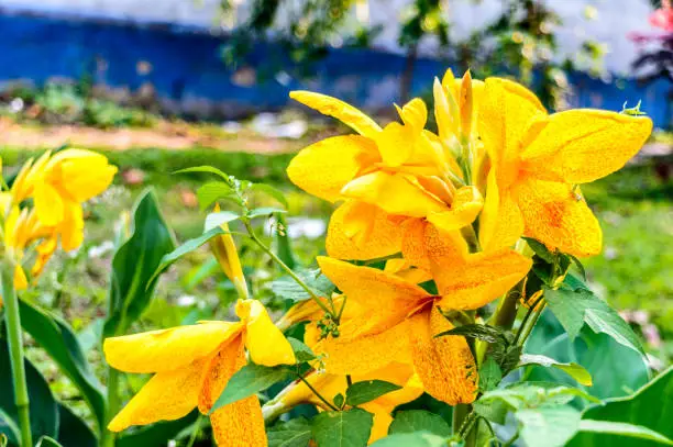 Yellow color Calla lily, a species of herbaceous Daisy, perennial flowering plants in the  Araceae Daffodil family in bloom. Summer environment Backgrounds photography.