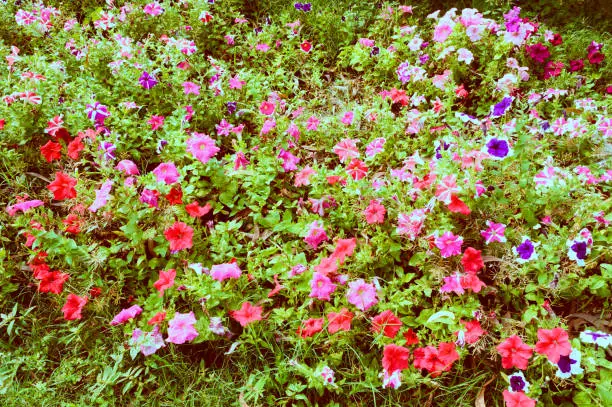 Photo of The garden pansy flower, wild viola hybrid  flowering plants, red white and violet color variegated foliage spotted in rural environment. Shibpur Howrah botanical garden West Bengal India South Asia Pacific.