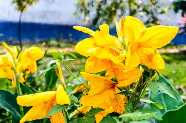 Mellow Yellow colour Calla lily Arum-lily, herbaceous perennial Daisy flowering plants in full bloom in late summer. A stunning fragrant lemon yellow flowers at the ends of branches in flower garden from late spring to mid fall.