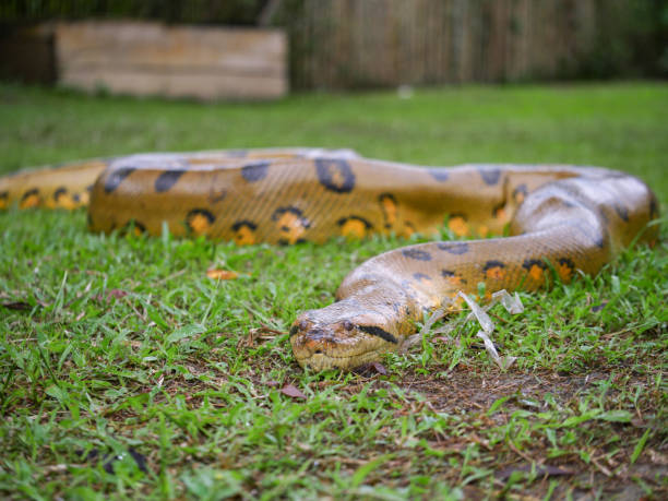 istock Yellow anaconda laying on the ground 1212325797