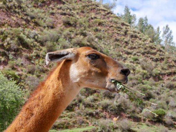 istock Portrait of a Llama in Peru 1212325824