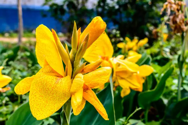 Mellow Yellow colour Calla lily Arum-lily, herbaceous perennial Daisy flowering plants in full bloom in late summer. A stunning fragrant lemon yellow flowers at the ends of branches in flower garden from late spring to mid fall.