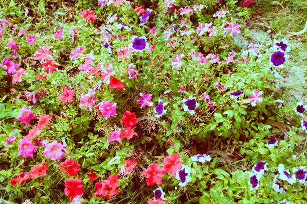 Photo of The garden pansy flower, wild viola hybrid  flowering plants, red white and violet color variegated foliage spotted in rural environment.