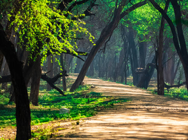 istock Walk in the woods - Forest landscape 1212326476