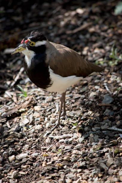 istock the banded lapwing is black, white and brown with a yellow eye 1212326488