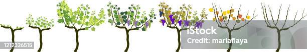 Define Grapevine Annual Growth Life Cycle Of Grapevine Isolated On White Background ...