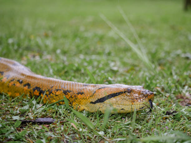 istock Yellow anaconda laying on the ground 1212327214