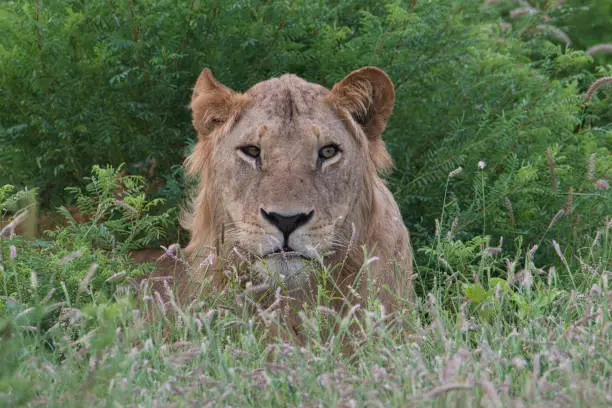 Lions in the savannah in Tsavo East and Tsavo West National Park