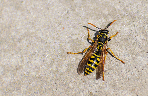 The wasp- hornet warms up in the sun on a spring day.