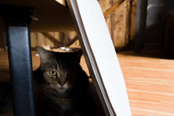 istock Cat sit under a table in front of the door and look sad 1212328390