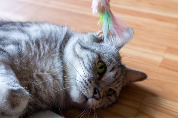 istock Cat tired play with a toy and take a rest. It is look sad. 1212329372