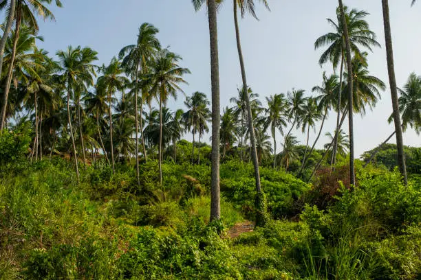 Photo of palm grove with grass and bushes