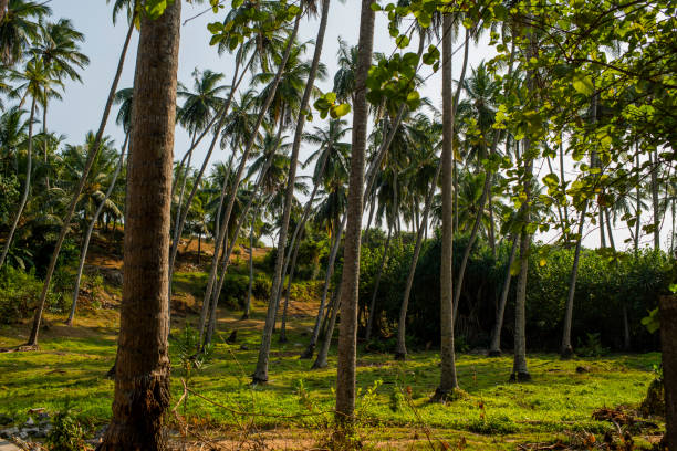 istock palm grove with grass and bushes 1212330599