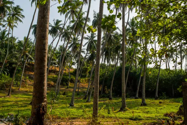 Photo of palm grove with grass and bushes