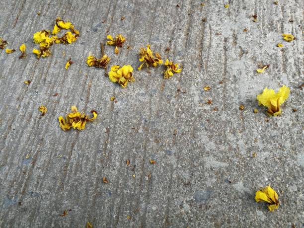 istock Concrete background with yellow fallen flowers. 1212330778