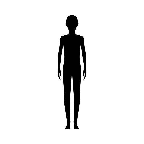 ilustrações, clipart, desenhos animados e ícones de frente vista do corpo humano silhueta de um adolescente. pessoa neutra de gênero. - adult abdomen blue the human body