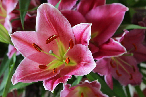 Stock photo showing a close-up of bright pink oriental lily flowers (Lilium) a herbaceous perennial plant pictured against a blurred background of green leaf and orange oriental lilies .