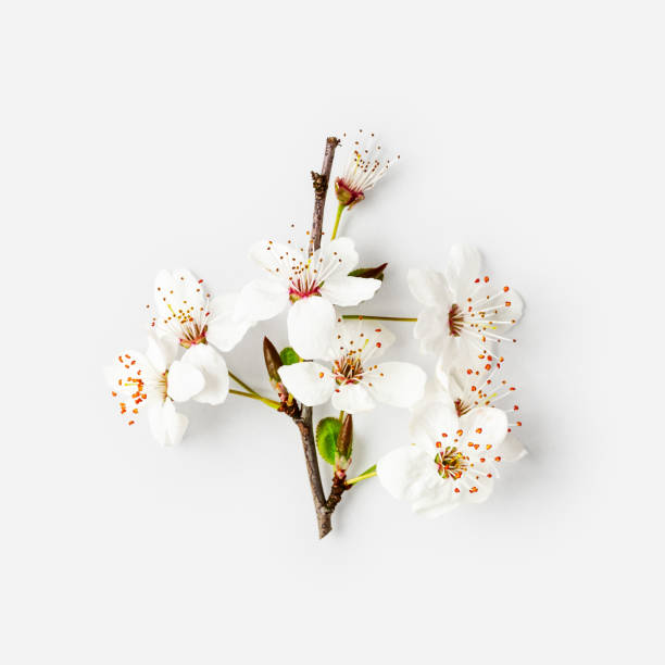 istock Cherry blossom, white sakura spring flowers 1212332831