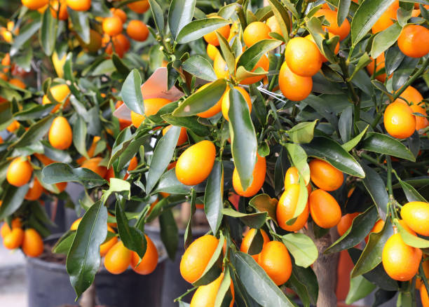 istock small citrus fruits called kumquats 1212332892