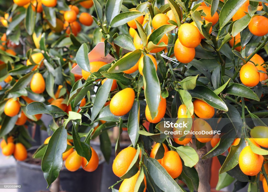 small citrus fruits called kumquats small citrus fruits called kumquats on the orchard in spring Kumquat Stock Photo