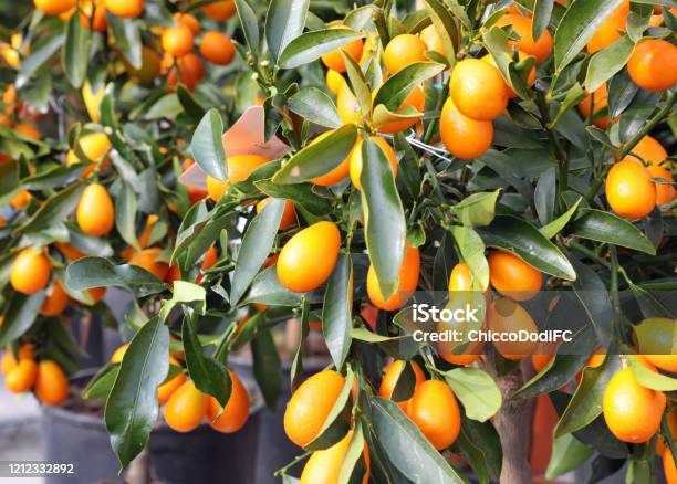 Small Citrus Fruits Called Kumquats Stock Photo - Download Image Now - Kumquat, Tree, Calamondin