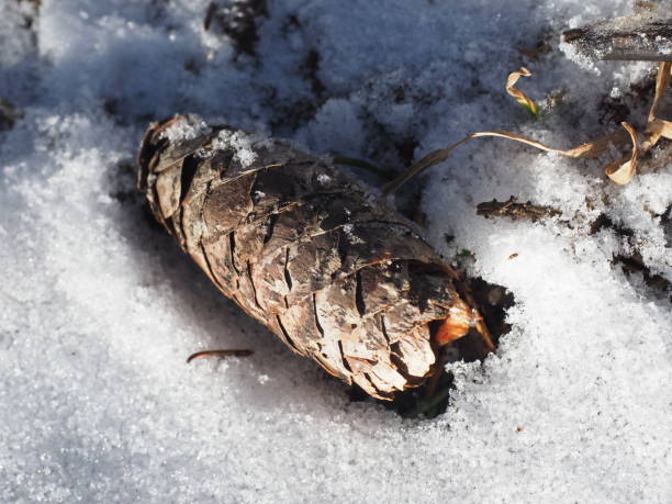 istock fir cone in the snow in the forest 1212333564