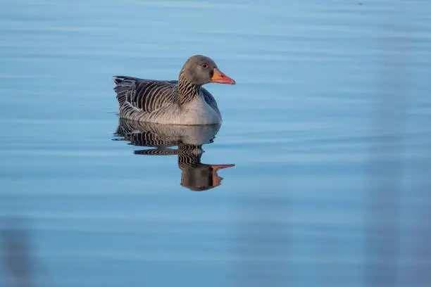 a greylag goose swims on calm water in spring and the sky is blue