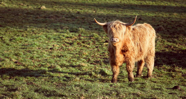 pasta de vacas de tierras altas escocesas - cattle highland cattle beef animal fotografías e imágenes de stock