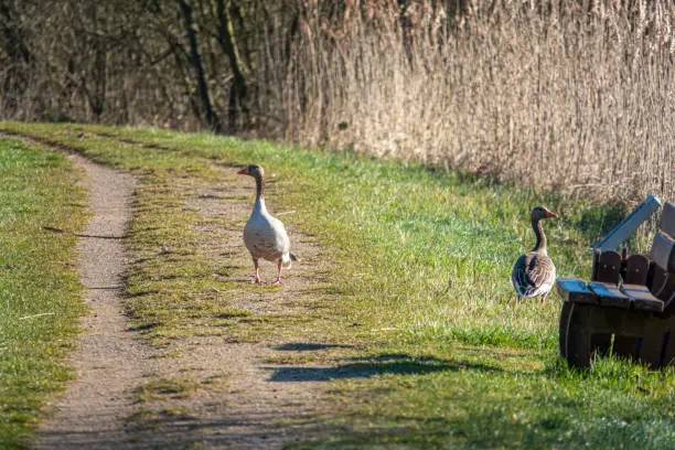 a pair of grey geese are walking along a path