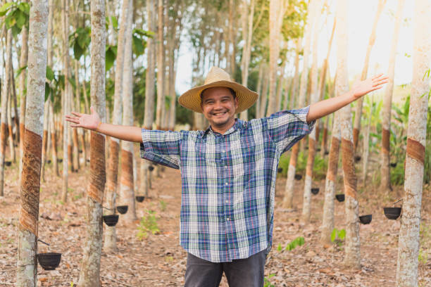 Farmer agriculturist Rubber tree plantation stock photo
