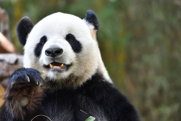 중국의 자이언트 팬더 클로즈업 - panda giant panda china eating 뉴스 사진 이미지