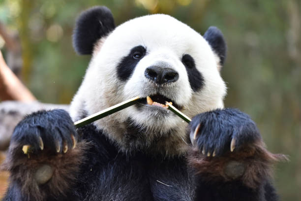 中国のジャイアントパンダのクローズアップ - panda giant panda china eating ストックフォトと画像