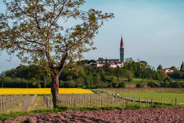 istock Colza fields and vineyards in the Italian countryside 1212337571