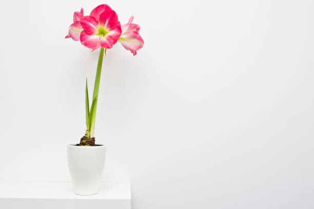 Pink amaryllis plant home decoration, in a pot against white wall,