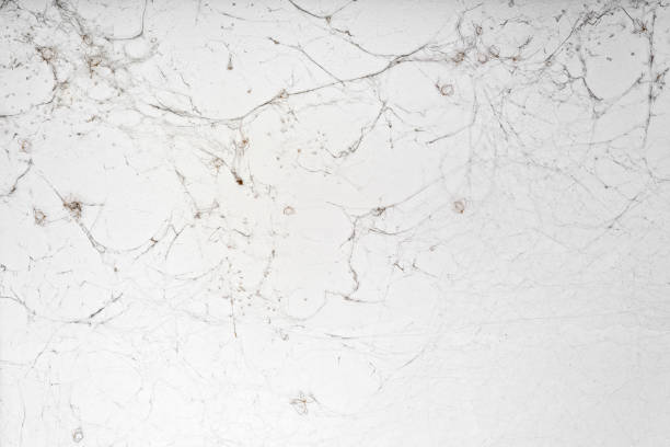 Spider webs with many dead spiders on white wall.