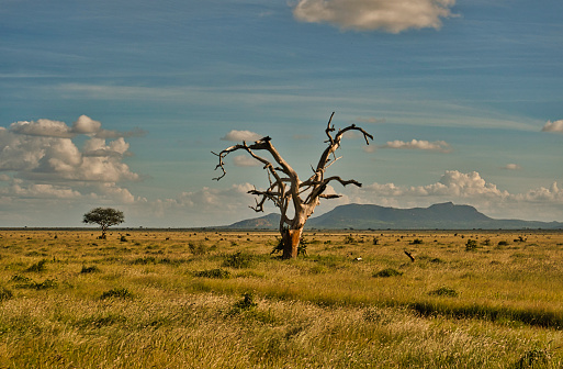 Landscapes from the Tsavo East National Park Tsavo West and Amboseli