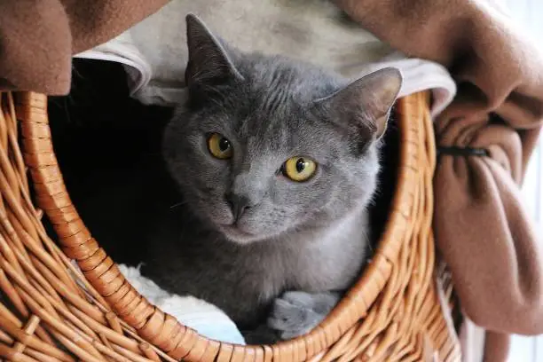 small gray carthusian kitten is lying in a willow basket