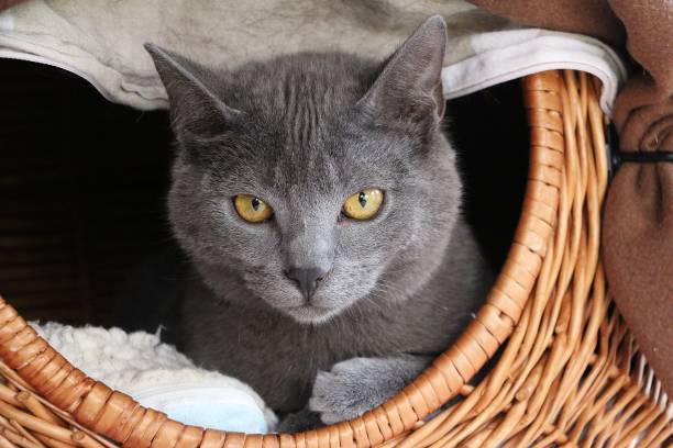 istock beautiful gray carthusian kitten is lying in a willow basket 1212342241