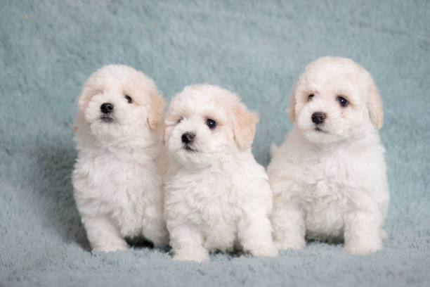istock White Bichon puppy on a pink background with flowers. 1212342874