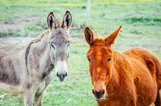 istock mule and donkey in grassland, Extreamadura 1212344373