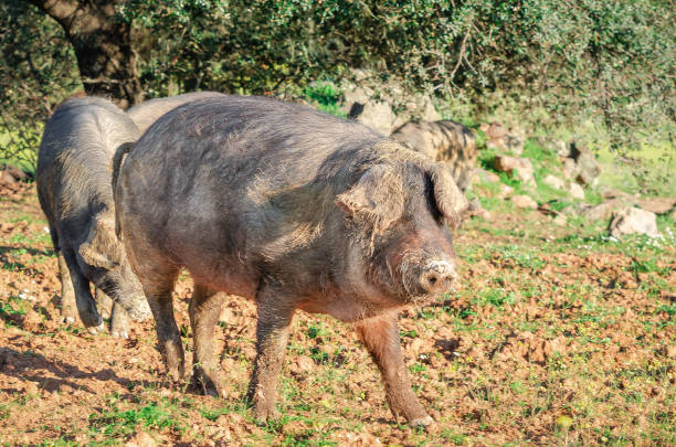 istock Iberican pigs in the field, Extremadura 1212344953