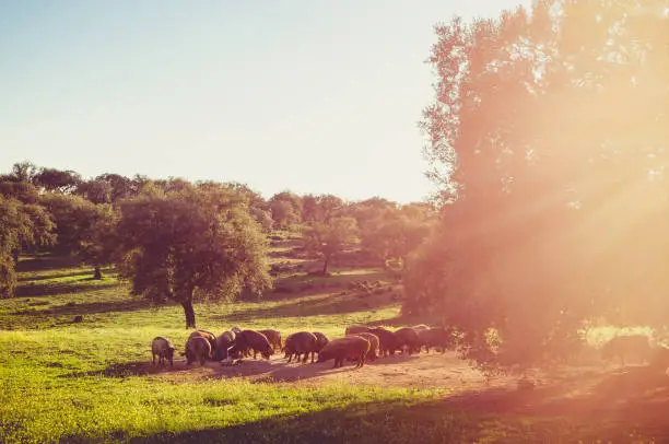 pigs in glassland at sunset, Extremadura, Spain