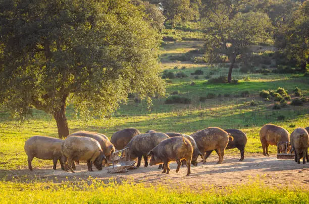 pigs in glassland at sunset, Extremadura, Spain