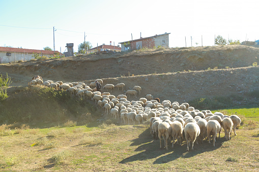 Flock of sheep with shepherd. Turkish shepherd